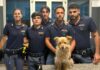 Genova, cane impaurito corre sulla Sopraelevata, salvato cane salvato su Sopraelevata polizia