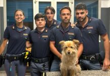 Genova, cane impaurito corre sulla Sopraelevata, salvato cane salvato su Sopraelevata polizia