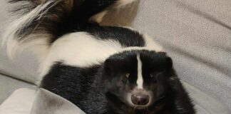 Savona, smarrita una puzzola americana, taglia da mille euro puzzola smarrita Savona