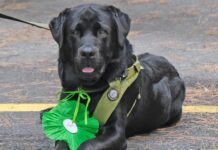 premio fedeltà cane Jack