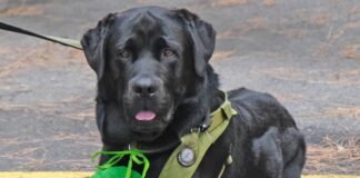 A San Rocco premiata la fedeltà del cane, un labrador e un bassotto sul podio premio fedeltà cane Jack