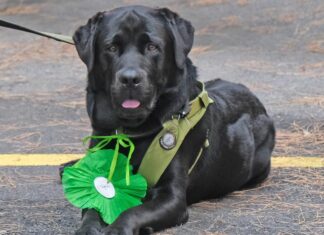 premio fedeltà cane Jack