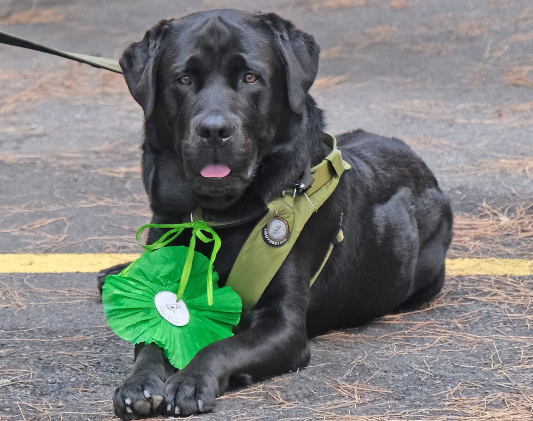 premio fedeltà cane Jack