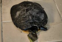 Spotorno, risolto il “mistero” della tartaruga trovata sulla spiaggia tartaruga Spotorno