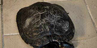 Spotorno, risolto il “mistero” della tartaruga trovata sulla spiaggia tartaruga Spotorno