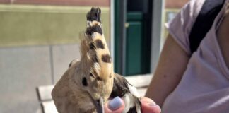 Camogli, Upupa in difficoltà messa in salvo Upupa Camogli