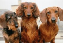 Recco, domenica torna la Festa del Bassotto bassotti cane