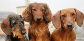 Recco, domenica torna la Festa del Bassotto bassotti cane