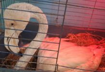 Arma di Taggia, soccorso il giovane fenicottero in difficoltà fenicottero Arma di Taggia