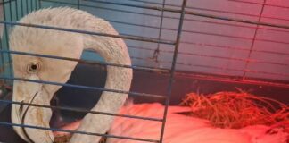 Arma di Taggia, soccorso il giovane fenicottero in difficoltà fenicottero Arma di Taggia