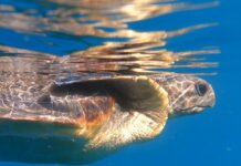 Tartaruga Thalassa salvata in mare torna libera Tartaruga marina caretta Thalassa