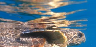 Tartaruga Thalassa salvata in mare torna libera Tartaruga marina caretta Thalassa