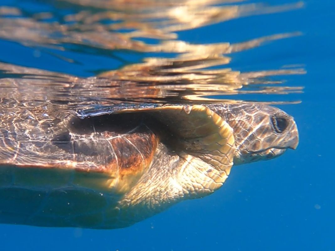 Tartaruga marina caretta Thalassa