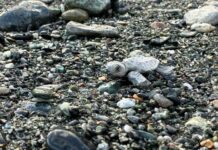 Nidi di tartaruga in Liguria, archiviati quelli di Varazze e Zinola tartarughina