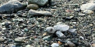 Nidi di tartaruga in Liguria, archiviati quelli di Varazze e Zinola tartarughina