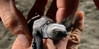 Laigueglia, iniziata la schiusa nel nido di tartaruga marina Tartarughina sestri levante 2025