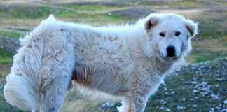 Mignanego, cane aggredisce coppia, lei rischia di perdere un braccio cane maremmano