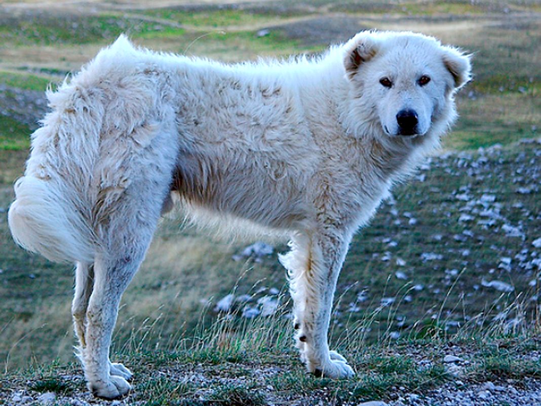 cane maremmano