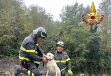 Rossiglione, cane cade nel torrente, arrivano i vigili del fuoco cane salvato vigili del fuoco Rossiglione