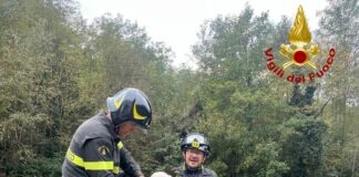 Rossiglione, cane cade nel torrente, arrivano i vigili del fuoco cane salvato vigili del fuoco Rossiglione