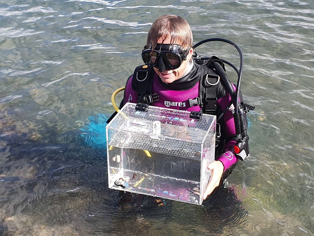 cavallucci marini Taranto acquario genova
