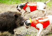 Imperia, boom di cani da caccia feriti e uccisi da cinghiali in poche ore cani caccia giubbino