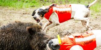 Imperia, boom di cani da caccia feriti e uccisi da cinghiali in poche ore cani caccia giubbino