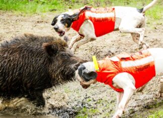 Molini di Triora, cacciatore spara al cinghiale e viene aggredito, è grave cani caccia giubbino