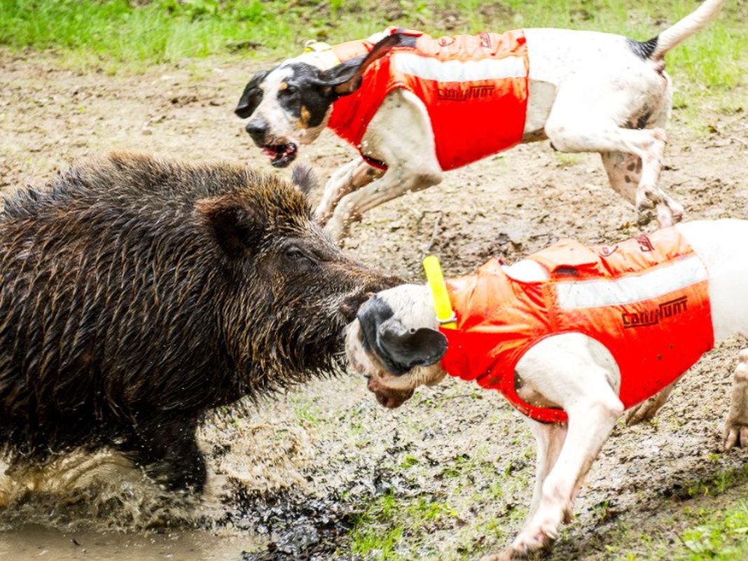 cani caccia giubbino