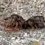 Vobbia, gruppo di lupi ripreso mentre mangia nel greto del torrente lupi vobbia