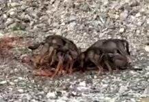 Vobbia, gruppo di lupi ripreso mentre mangia nel greto del torrente lupi vobbia