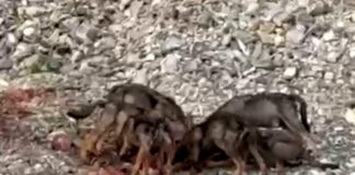 Vobbia, gruppo di lupi ripreso mentre mangia nel greto del torrente lupi vobbia