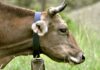 Lorsica, carabinieri multano allevatore per i campanacci delle mucche mucca campanaccio campane