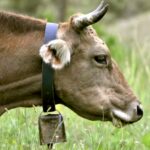 mucca campanaccio campane