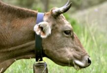 Lorsica, carabinieri multano allevatore per i campanacci delle mucche mucca campanaccio campane