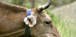 Lorsica, carabinieri multano allevatore per i campanacci delle mucche mucca campanaccio campane