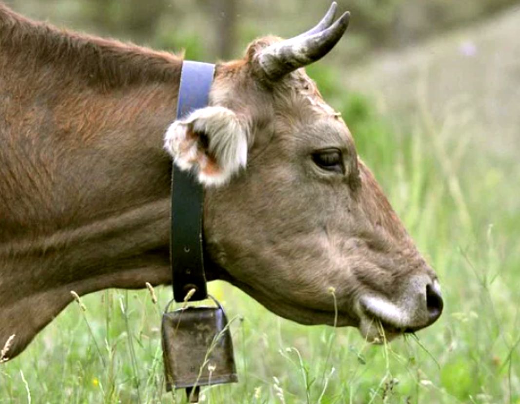 mucca campanaccio campane 