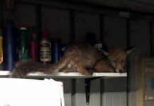 Quezzi, volpe malata si rifugia in un capanno, salvata Quezzi volpe malata salvata