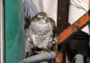 Genova, trova uno sparviere nel magazzino e chiama i soccorritori rapace sparviere q8