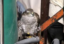 Genova, trova uno sparviere nel magazzino e chiama i soccorritori rapace sparviere q8
