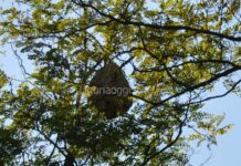 Mignanego, enorme nido di Vespa velutina vicino alla scuola Vespa velutina nido Mignanego ottobre 2025