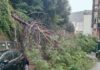 Maltempo Genova, crolla un albero in via Tortona: strada chiusa Albero caduto via Tortona