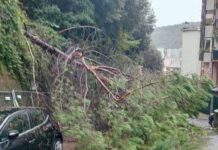 Maltempo Genova, crolla un albero in via Tortona: strada chiusa Albero caduto via Tortona