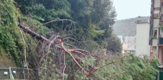 Maltempo Genova, crolla un albero in via Tortona: strada chiusa Albero caduto via Tortona
