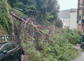 Maltempo Genova, crolla un albero in via Tortona: strada chiusa Albero caduto via Tortona