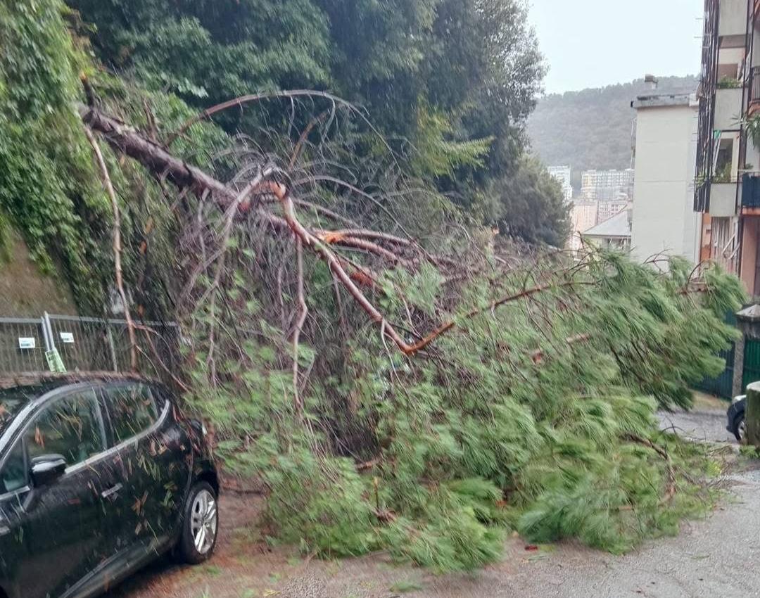 Albero caduto via Tortona