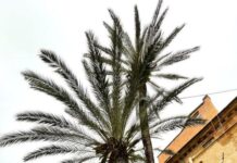 Pietra Ligure, abbattuta questa mattina la palma monumentale: era la più alta della Liguria Palma monumentale Pietra Ligure