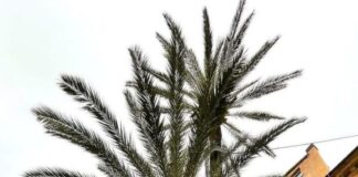 Pietra Ligure, abbattuta questa mattina la palma monumentale: era la più alta della Liguria Palma monumentale Pietra Ligure