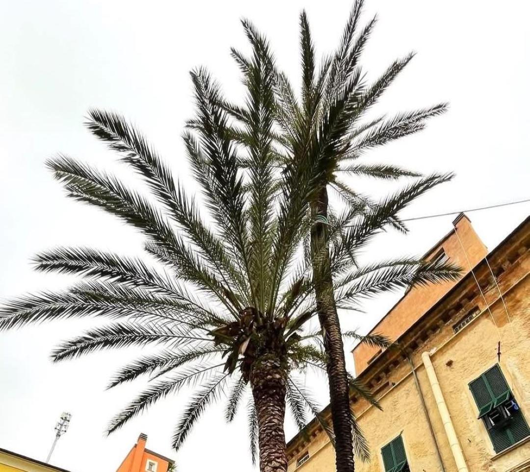 Palma monumentale Pietra Ligure
