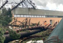 Quarto, strage di alberi attorno al nascente supermercato Basko Quarto alberi caduti tromba d'aria 15 novembre 2025